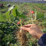 華艷草莓苗基地在哪里華艷草莓苗脫毒苗成活率高嗎