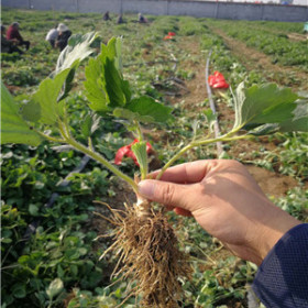 華艷草莓苗基地在哪里華艷草莓苗脫毒苗成活率高嗎