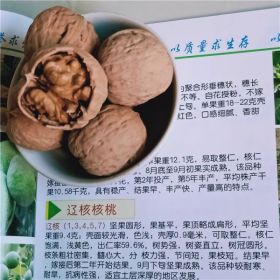 核桃苗品种，纸皮核桃苗基地，基地直销欢迎采购