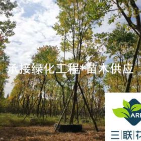 供应丛生乌桕、 成都丛生乌桕熟货种植基地、乌桕习性 乌桕特点