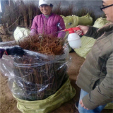 桃树苗多少钱一棵，山东桃树苗基地《基地直销》