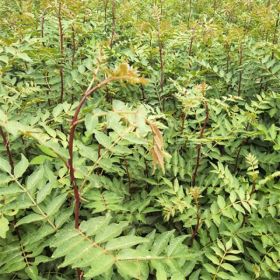 花椒苗种植几年结果 哪里有花椒苗批发大红袍花椒苗价格