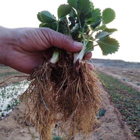 佐贺清香草莓苗、佐贺清香草莓苗价格多少钱