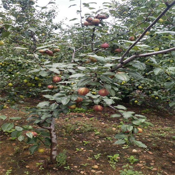 早酥紅梨樹苗