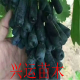 甜蜜藍寶石葡萄苗哪里便宜  葡萄苗多少錢一顆