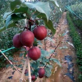 奧紅一號紅梨樹苗價格 奧紅梨樹苗多少錢一棵