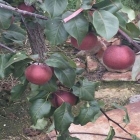 奧紅一號紅梨樹苗種植方式 免費提供全紅梨技術指導