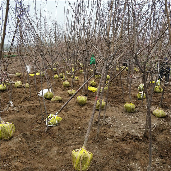 3公分珍珠油杏树