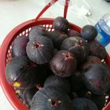 无花果批发 芭劳奈无花果苗基地