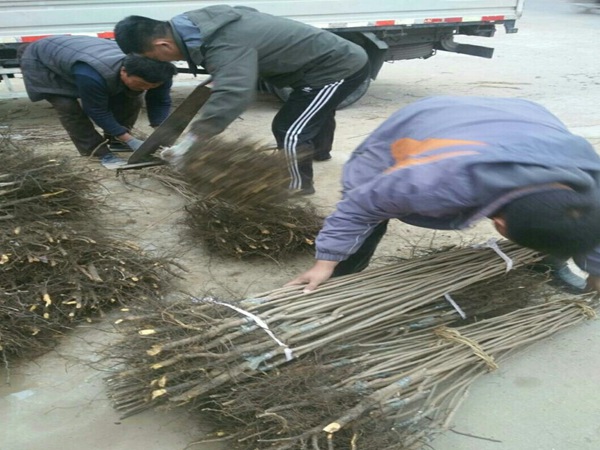 黑柿子苗柿子樹苗什么時間栽好.黑柿子苗