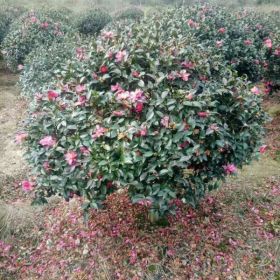 茶梅基地 茶梅小苗多少钱一株 茶梅球价格