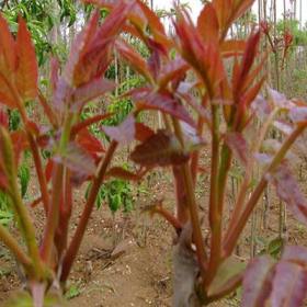 香椿苗批发基地香椿苗怎么种植香椿苗一棵多少钱