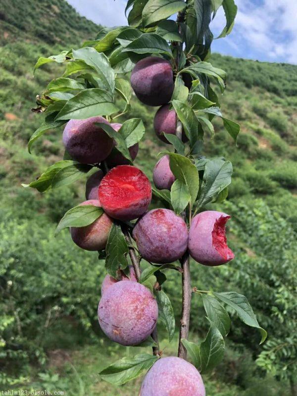 风味玫瑰李子苗