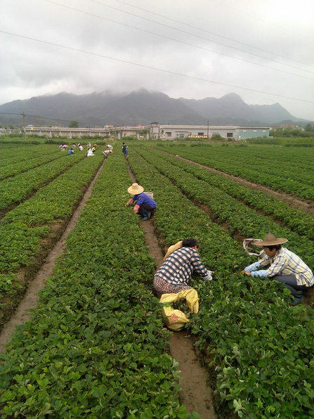 妙香草莓苗