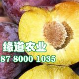 供應脆紅李苗批發(fā)，2020年脆紅李苗多少錢一顆