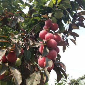 樱桃李 报价 味馨李子苗品种 李子苗基地 量大优惠