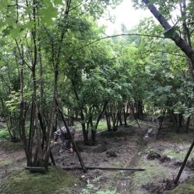 四川元宝枫价格    四川元宝枫苗圃基地供应