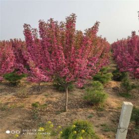 山东特选绚丽海棠基地畅购无忧好货价低