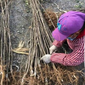 伏里红李子苗报价 七年布朗李子树苗报价