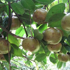 供应油茶苗  油茶种子广西市场