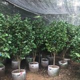 福建高度1-2.5米茶花種植基地