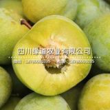 3公分茂縣青脆李樹苗價(jià)格，3公分茂縣青脆李子苗批發(fā)多少錢