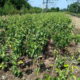 大量供应梨树苗、泰安梨树苗品种价格、种植、