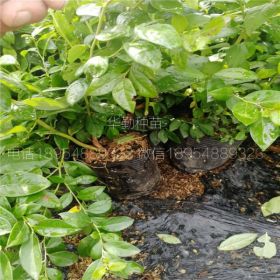 适合露天种植的蓝莓品种批发价格表