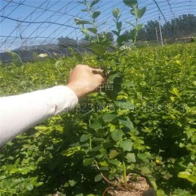 2年蓝莓苗繁育基地