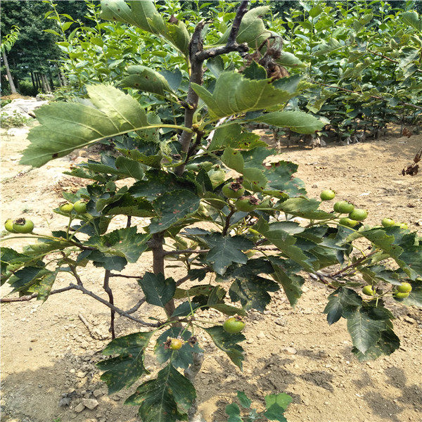 山楂樹(shù)苗