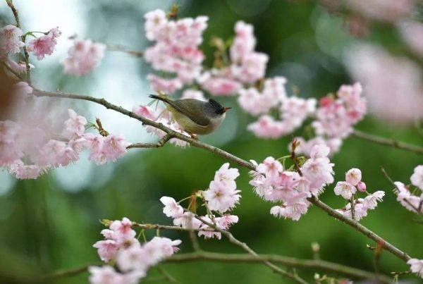 6公分樱花