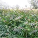 一公分香椿苗，紅油香椿苗價格，香椿苗種植技術(shù)，香椿苗栽培技術(shù)