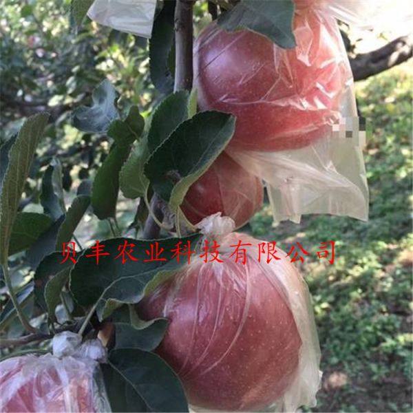 蘋果樹苗價(jià)格