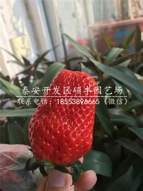 丰香草莓苗