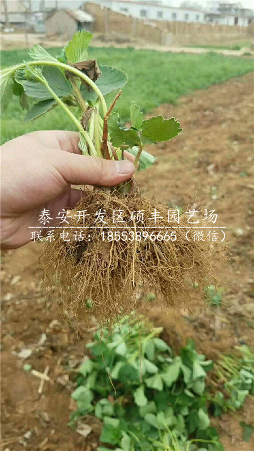 红颜草莓苗