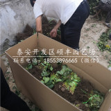 蒙特瑞草莓苗出售价格、蒙特瑞草莓苗价格多少钱一棵