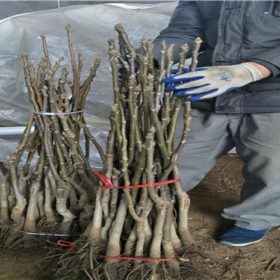 核桃苗价格,核桃苗多少钱《基地直销》万恒丰纸皮核桃苗基地