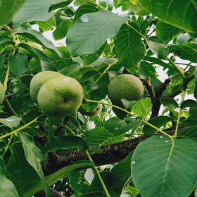 薄壳核桃苗供应，核桃苗批发价格《基地直销》万恒丰优质核桃苗基地