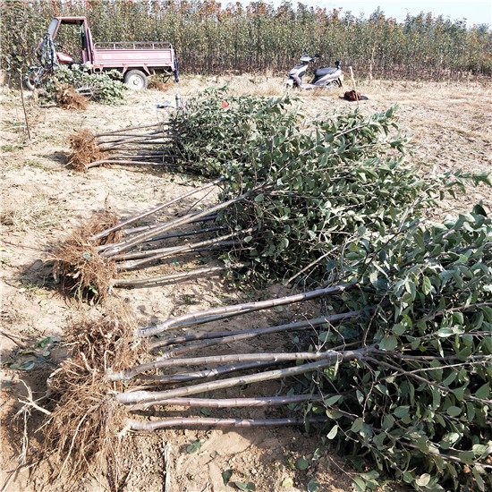 红肉苹果树苗