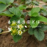 蒙特瑞草莓苗价格、蒙特瑞草莓苗出售基地