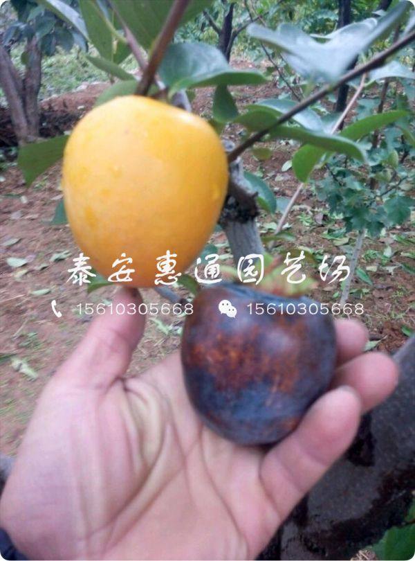 黑柿子樹苗