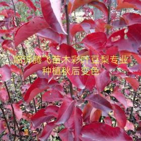 臨沂彩葉豆梨、秋火焰價(jià)格