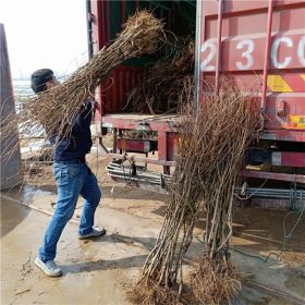 石榴苗哪家好，突尼斯石榴苗几年结果