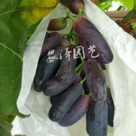 甜蜜藍(lán)寶石葡萄苗栽培技術(shù)甜蜜藍(lán)寶石葡萄介紹藍(lán)寶石葡萄苗報(bào)價(jià)