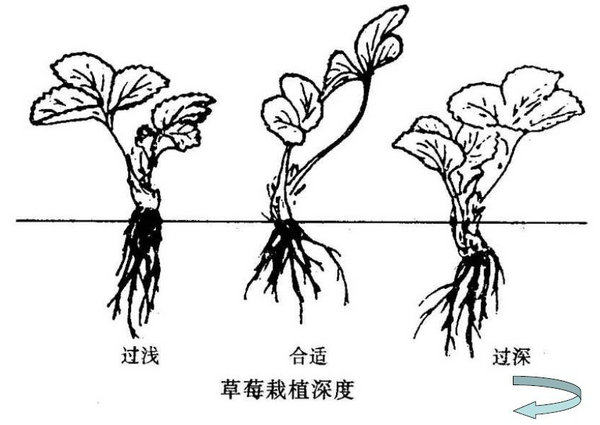 妙香草莓苗