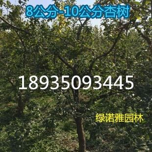 10公分杏树价格