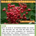 今年花椒苗價(jià)格=哪里花椒苗好=好品種花椒苗多少錢