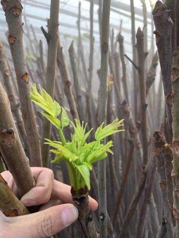 红油香椿树苗