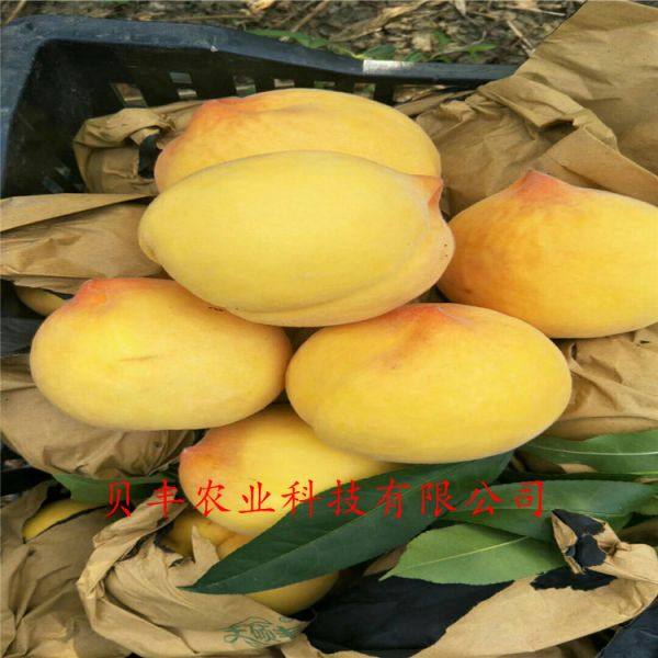 暢銷(xiāo)好品種桃樹(shù)苗