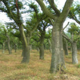 16公分沙樸樹價格，移植樸樹樹苗價格